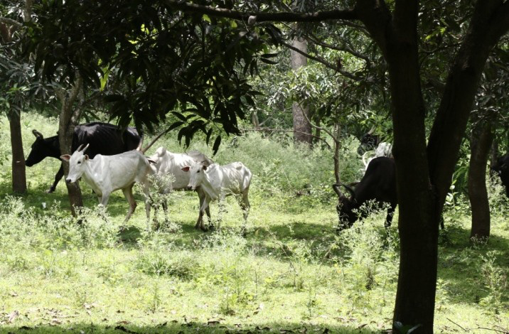 Clarifications on Organic Farm in Mahadevapura, Srirangapatna